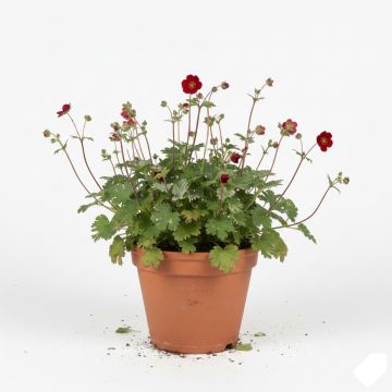 Potentille sanguine - Potentilla atrosanguinea