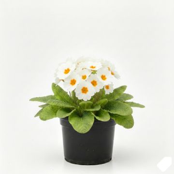 Primevère - Primula elatior Colibri Withe Orange Eye