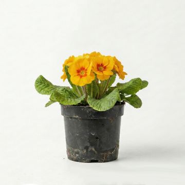 Primevère - Primula elatior Colibri Aztec Gold