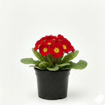 Primevère - Primula elatior Veristar Late Red