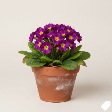 Primevère - Primula elatior Veristar Late Blue