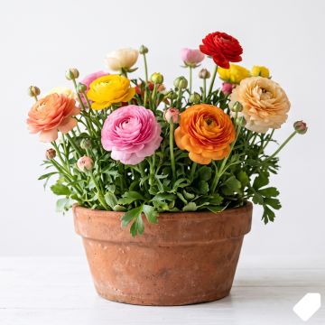 Renoncule asiatique en mélange - Ranunculus asiaticus