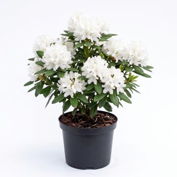 Rhododendron blanc