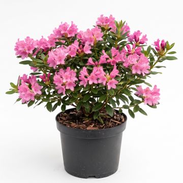Rhododendron rose