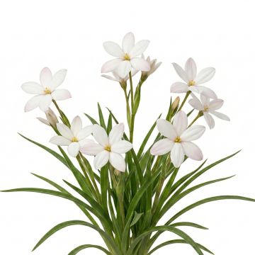 Rhodohypoxis White Princess