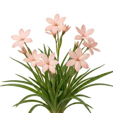 Rhodohypoxis Rose Queen