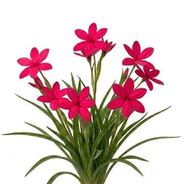 Rhodohypoxis Red King