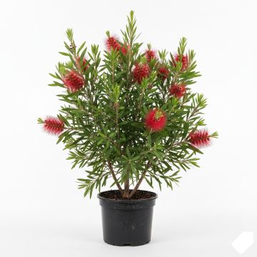 Rince bouteille rouge