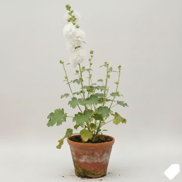 Rose trémière - Alcea rosea Chater's Double Blanc