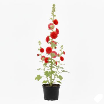 Rose Trémière - Alcea rosea Chatter's Red Double