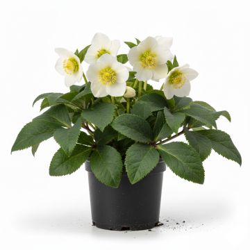 Rose de Noël blanche