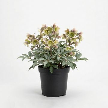 Hellébore sternii Grey Star - Hellébore de Stern