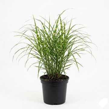 Miscanthus Sinensis Zebrinus, Eulalie