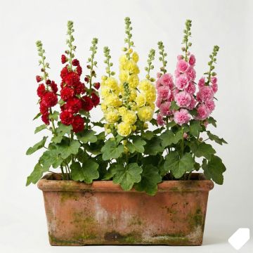 Rose trémière Chater’s Double en mélange - Alcea rosea