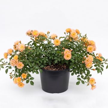 Rosier couvre-sol à fleurs groupées jaunes