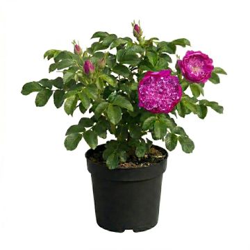 Rosier buisson à fleurs de pivoine rose vif