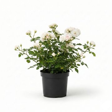 Rosier couvre-sol Aspirin Rose en racines nues