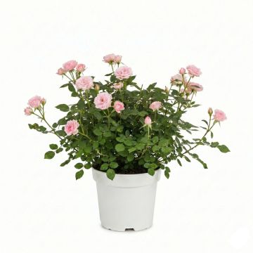 Rosier Couvre Sol The Fairy