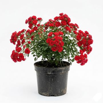 Rosier couvre-sol Black Forest Rose en racines nues
