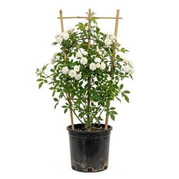 Rosier de Banks Alba Plena