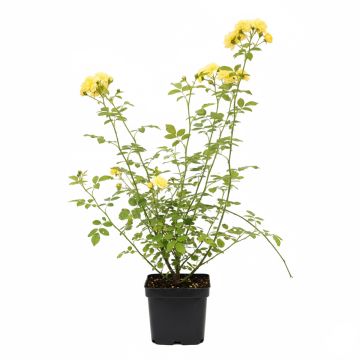 Rosier liane jaune