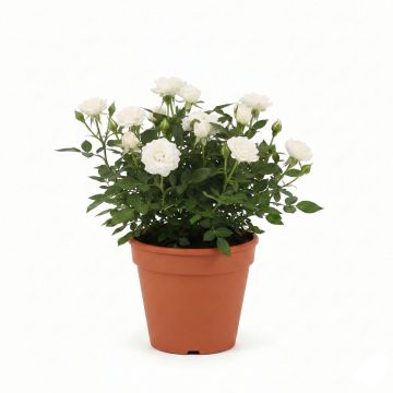 Rosier miniature blanc
