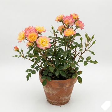 Rosier à fleurs groupées Bienenweide Fruity