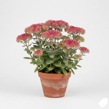 Sedum Herbstfreude - Orpin d'Automne