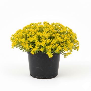 Sedum acre Yellow Queen - Orpin jaune
