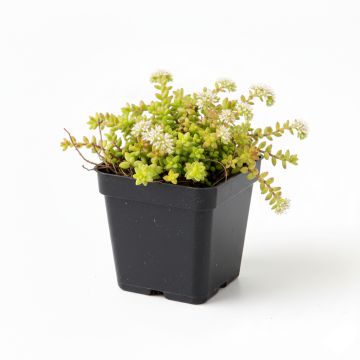 Sedum album Coral Carpet - Orpin blanc