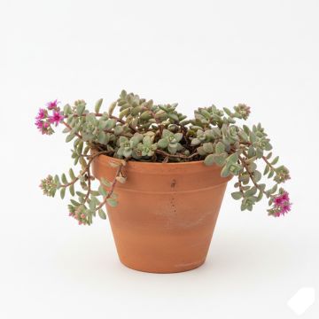 Sedum cauticola Lidakense - Orpin