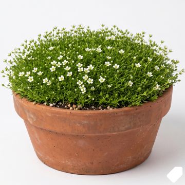 Sagina subulata - Sagine subul&eacute;e