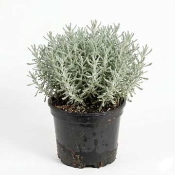 Santolina chamaecyparissus - Santoline argentée  