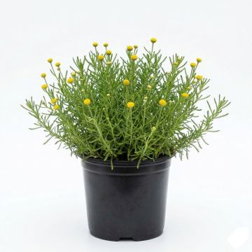 Santoline à feuilles de romarin