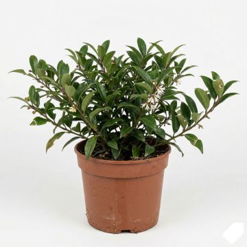 Sarcococca hookeriana humilis