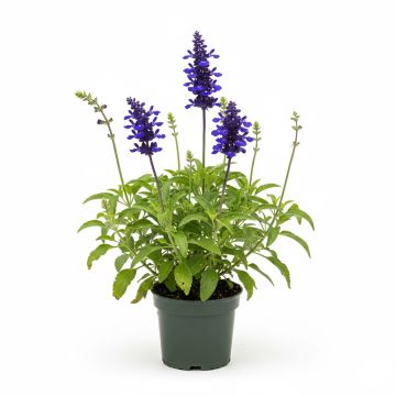 Sauge arbustive - Salvia guaranitica Black and Blue1