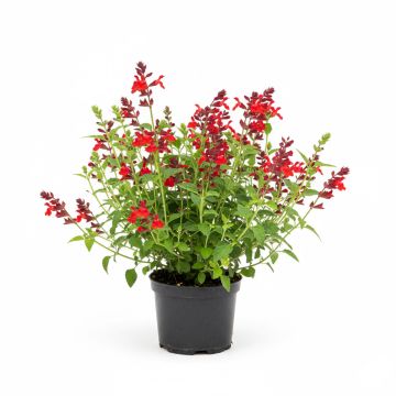 Sauge arbustive rouge sombre - Salvia microphylla Royal Bumble 