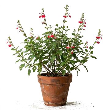 Sauge, Salvia microphylla Hot Lips en godet