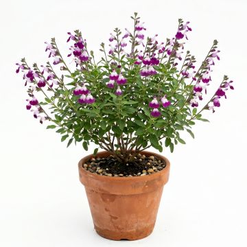 Sauge arbustive Amethyst Lips - Salvia greggii