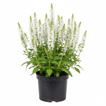 Salvia nemorosa Schneehügel - Sauge des bois