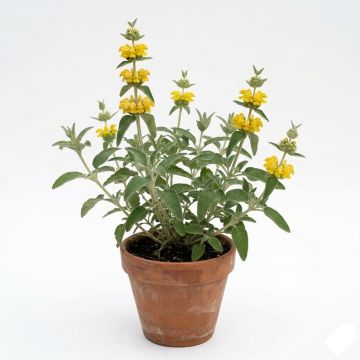Phlomis fruticosa - Sauge de Jérusalem
