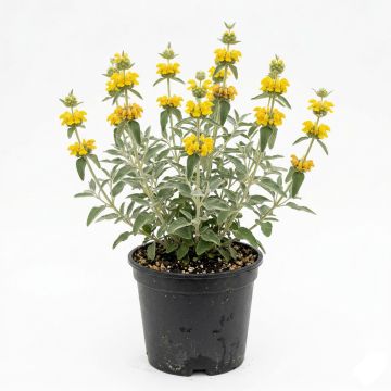 Phlomis fruticosa - Sauge de Jérusalem
