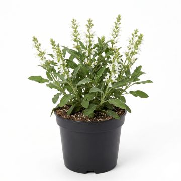 Sauge officinale Albiflora - Salvia officinalis