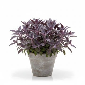 Sauge officinale poupre - Salvia officinalis Purpurescens