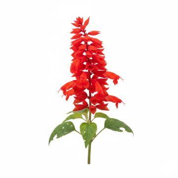 Graines de sauge Scarlet Sage St John's Fire  - Sauge éclatante