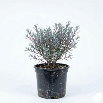 Salix purpurea Nana - Saule rouge