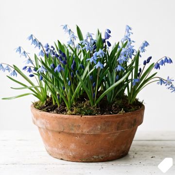 Scille de Sibérie bleue