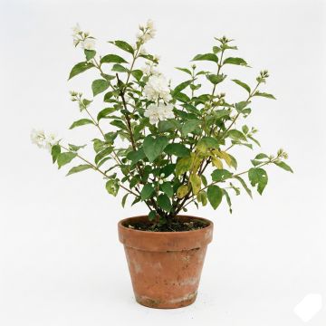 Philadelphus Dame Blanche - Seringat.