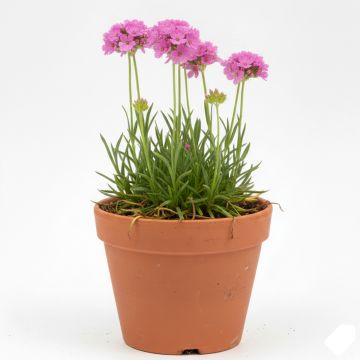 Lychnis alpina Rosea- Lychnis des Alpes Rosea - Silene suecica - Viscaria alpina