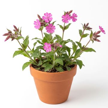 Lychnis alpina Rosea- Lychnis des Alpes Rosea - Silene suecica - Viscaria alpina